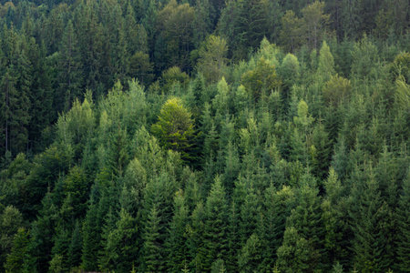 Dense evergreen hillside forest close view. Calm nature no peopleの写真素材