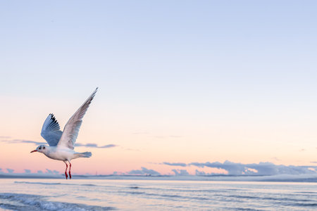 Seagull flying over sea in pink sunrise light. Peaceful morning.の写真素材