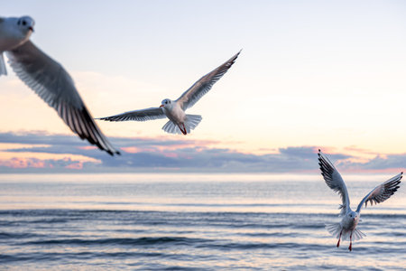 Seagulls flying over sunrise sea. Morning freedom.の写真素材