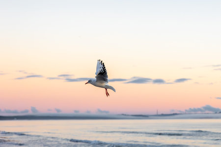Seagull flying over pink dawn sky. Softness of the moment.