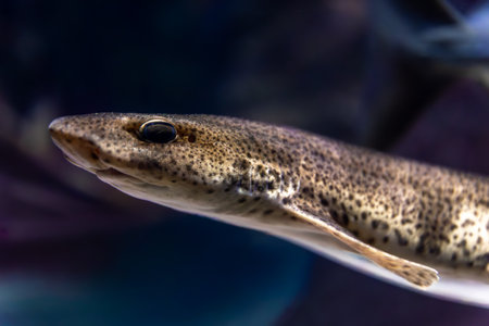 Underwater shark portrait. Macro profile.の写真素材