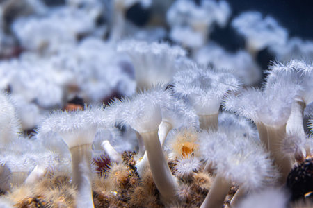Soft corals in ocean depth. Underwater texture.の写真素材
