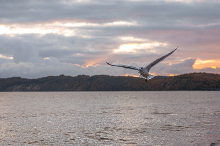 Seagull flying over calm sea at sunset. Flight above horizon.の写真素材