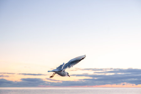 Seagull banking over the sea at golden hour. Flight above waves.の写真素材