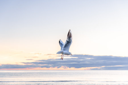 Seagull gliding in dawn light above sea. Symmetry in flight.の写真素材