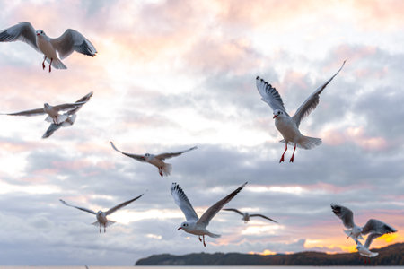 Flock of seagulls above the sea. Birds flying at sunrise.の写真素材