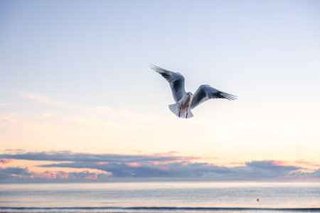 Seagull with open wings above calm sea. Symmetry in flight.の写真素材