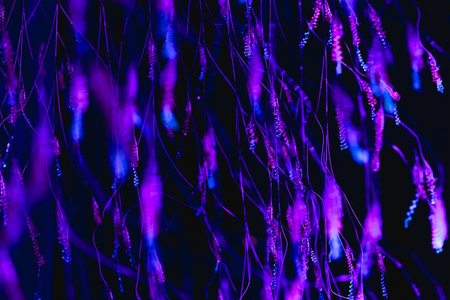 Pulsating neon lines in darkness. Flow of light art.の写真素材