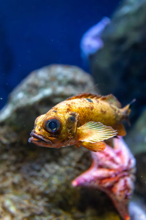 Tropical fish among stars. Underwater harmony.