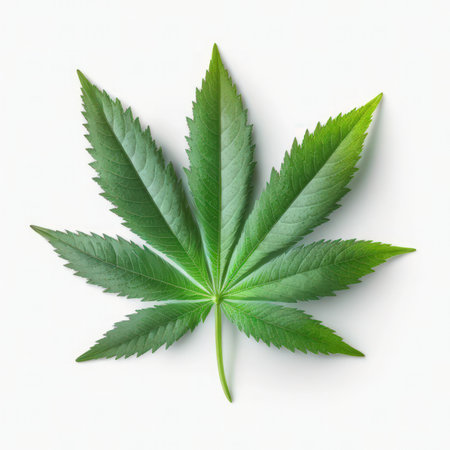 Cannabis leaf isolated on white background. 3d illustration.の素材