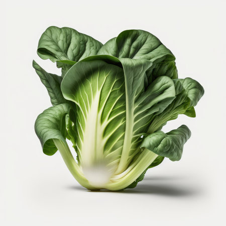 chinese cabbage isolated on white background. 3d render illustration.の素材