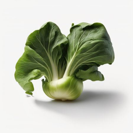 Bok choy (Chinese cabbage) isolated on white background.の素材