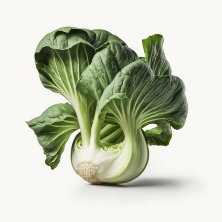 Peking cabbage isolated on white background. Clipping path included.の素材