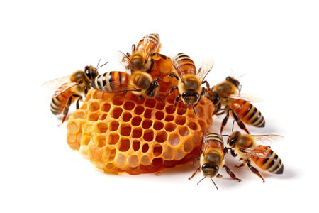 Bees working on honeycomb isolated on a white background. Macro.の素材