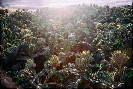 Artichoke fields in Da Latの写真素材