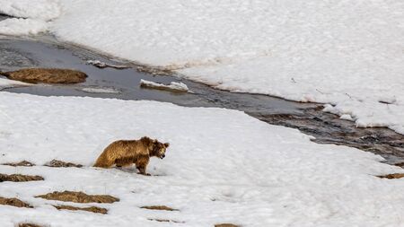 Himalayan Brown Bear also known as red bear and habitat of Deosai Plateau of Skardu, Pakistan. It is one of the critically endangered species with estimated population of about 150 in the region.の写真素材