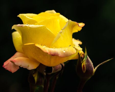 Rose Flower in Rain with Water Droplets on Petalsの写真素材