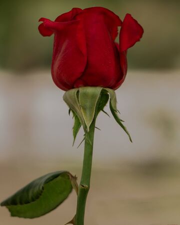 Bloom of Rose Flower in Spring Seasonの写真素材