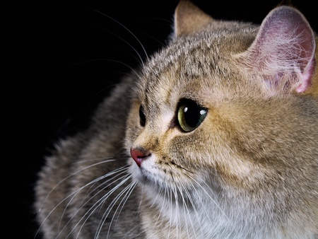 cat Britishの写真素材