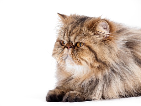 Persian catの写真素材