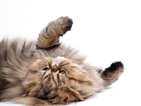 Persian catの写真素材
