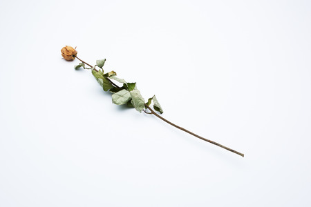 clean and beautiful dried roseの写真素材