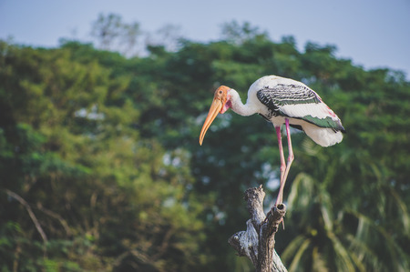 Pelican stand on the branchの写真素材