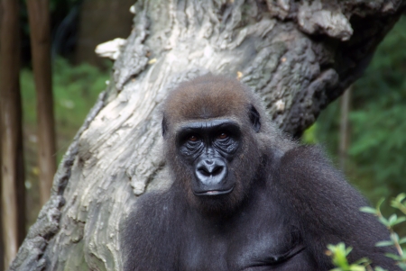 Western lowland female gorilla 