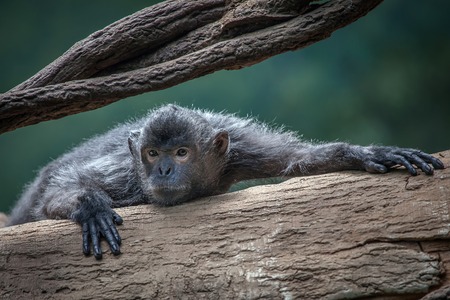 Silver Leaf Monkey