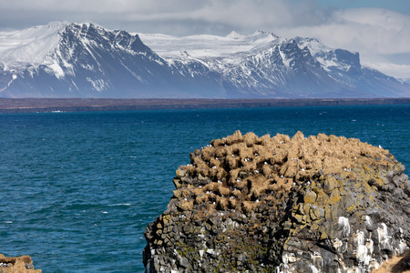 Sea cliffs that teem with sea birds in the nesting season at the Snaefellsjokull National Park on...