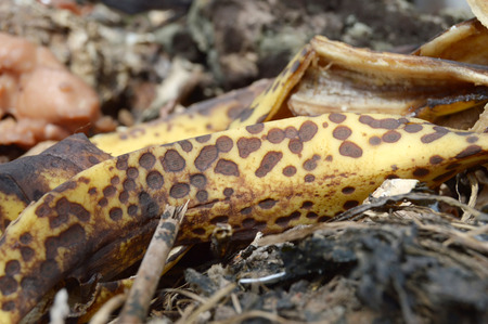 Peel banana with spots on the compost heapの写真素材