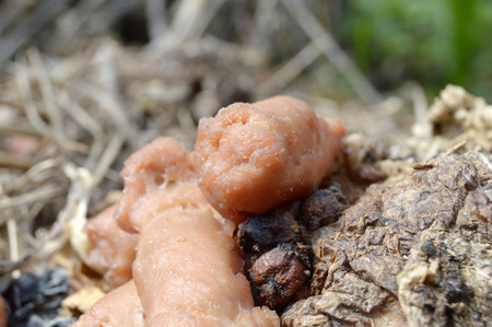 Spoiled sausages on the compost heap. Close-up