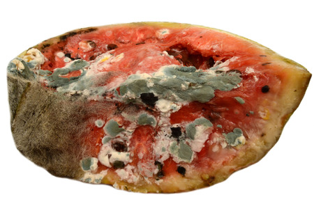 Moldy rotting watermelon on a white backgroundの写真素材