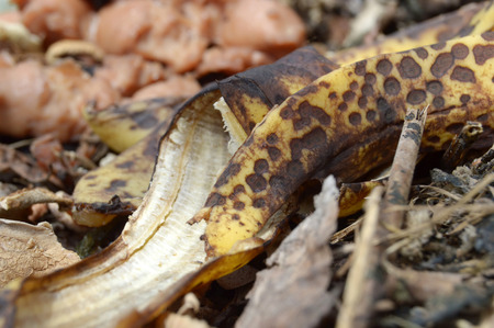 Peel banana with spots on the compost heapの写真素材