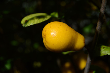 Ripe fruits of henomeles in autumnの写真素材