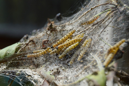 Caterpillars of fruit ermine moth (Yponomeuta padellus) on a plumの写真素材