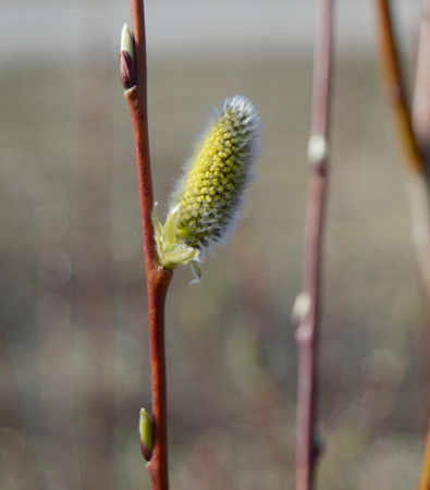 Willow blossoms. Close up. Blurred backgroundの写真素材