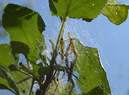 Caterpillars of fruit ermine moth (Yponomeuta padellus) on a plum