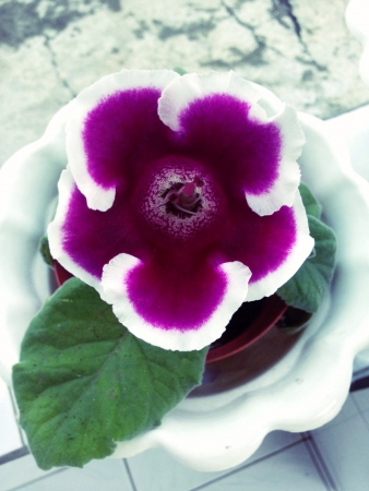 cute purple flowerの素材
