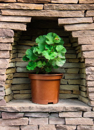 Geranium in a potの写真素材