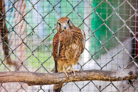 Falcon in a cageの写真素材