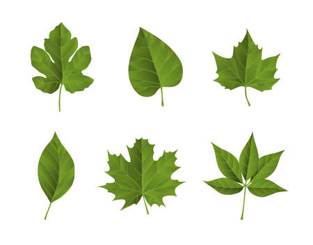 Green fall leaves. Ideal for poster, card, label, banner design. Vector illustration.