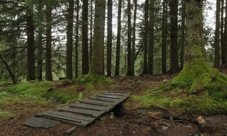 The bridge in a coniferous forestの写真素材