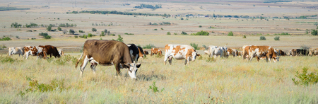 herd of cows in a field on feeding and walkingの写真素材
