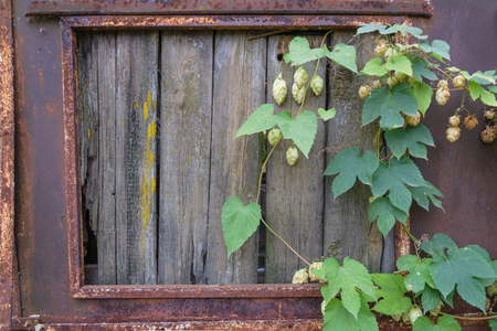Metal wall with rust. Boarded up with wooden planks window. Hanging branches of hopsの写真素材