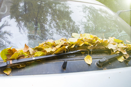 yellow leaves on the front of an old car glassの写真素材