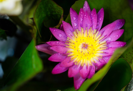 Closeup water drop on colorful purple lotusの写真素材