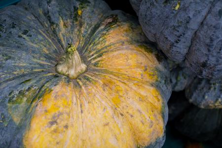 Fresh pumpkin with close-up. Pumkin texture. Autumn harvest concept. Selective focus.の写真素材