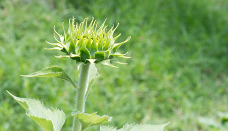 Young sunflower in the shallow depth of field background with space.の写真素材