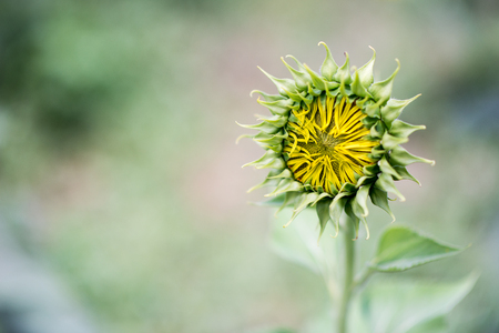 Young sunflower in the shallow depth of field background with space.の写真素材